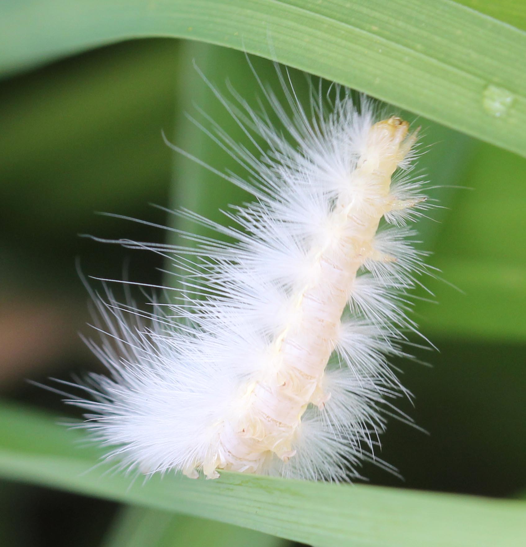 Virginian Tiger Moth Caterpillar